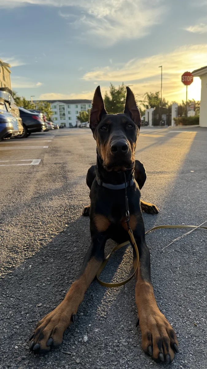 Dante, a Doberman client of Unleash'd K9