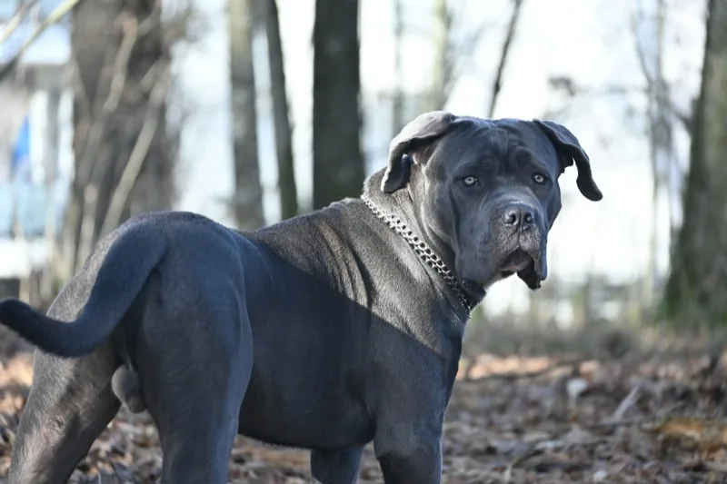Cane Corso at training — Unleash'd K9
