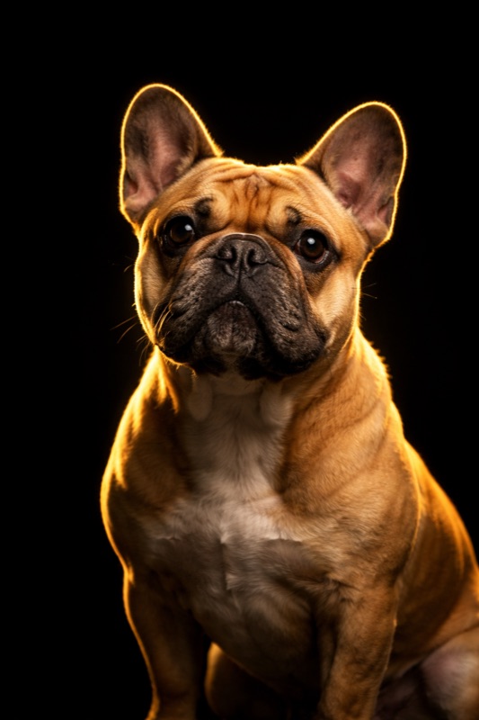 French Bulldog at training — Unleash'd K9