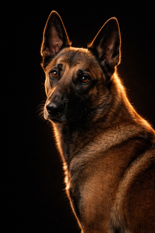 Belgian Malinois at training — Unleash'd K9