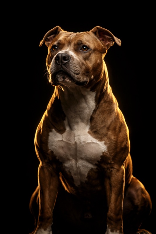Pitbull mix rescue at training — Unleash'd K9