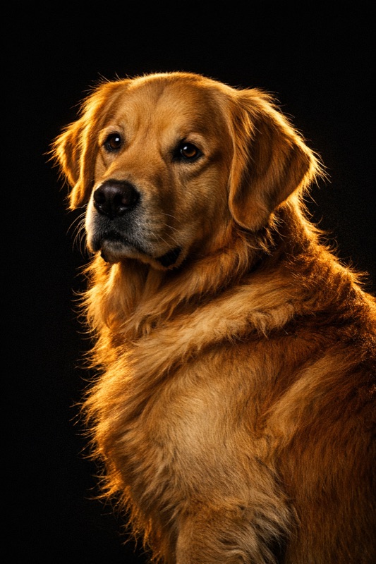 Golden Retriever puppy at training — Unleash'd K9